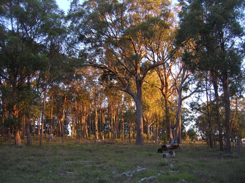 Sunset in the west paddock