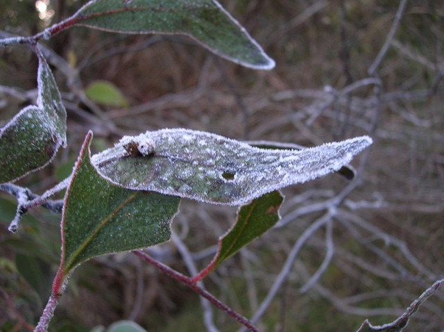 Frost on eucalyptus leaves