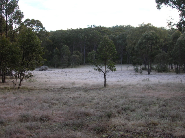 Frost in the west paddock