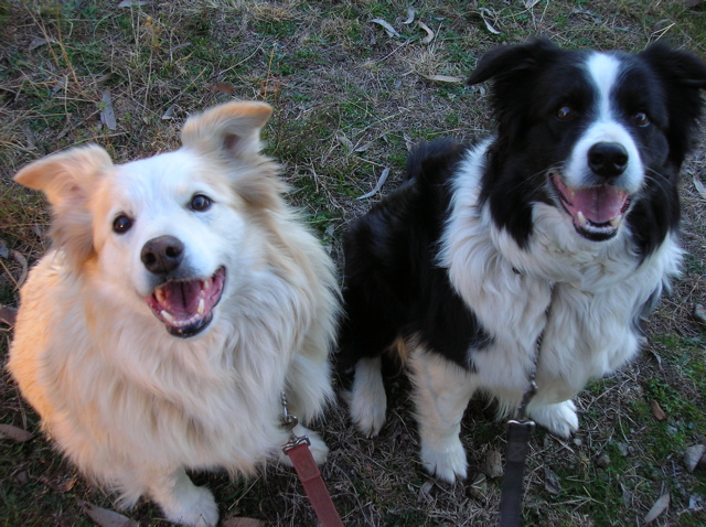 My walking companions (a gratuitous cute dog photo :-) )