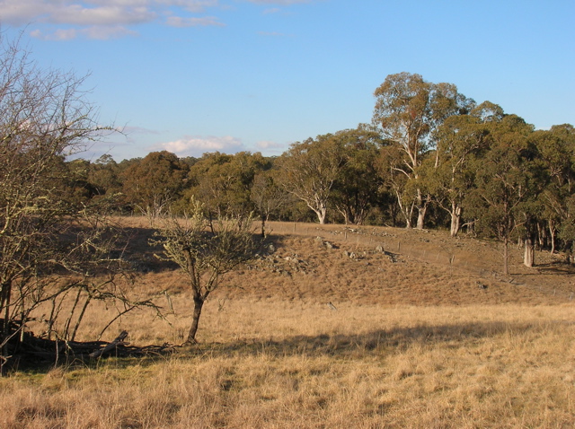 Our creek paddock - and possibly the site of the original hut