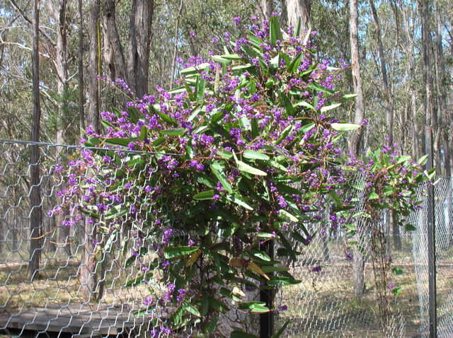 Hardenbergia flowering on the fence of the dog run