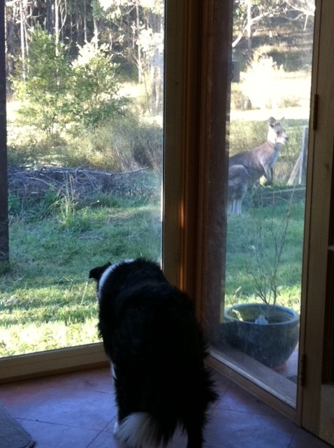Tansy watching a kangaroo through the window
