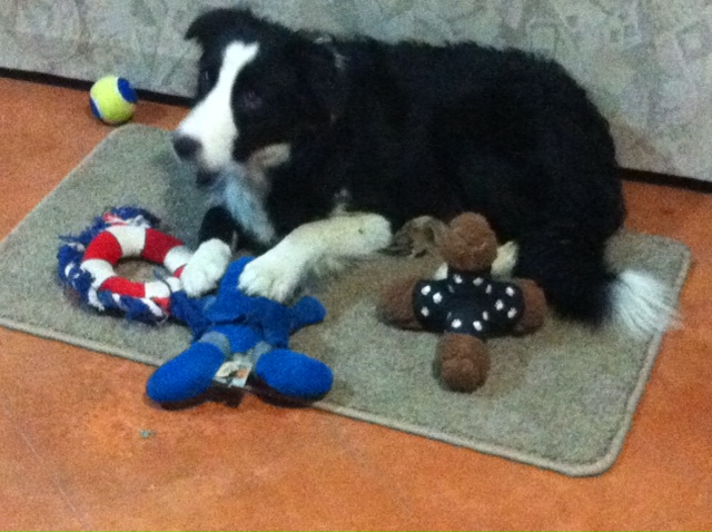 Skye, our 9 month-old Border Collie, with her toys