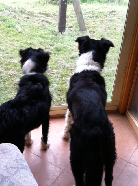 Dogs watching at the window