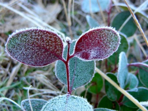 Frost on eucalypt leaves
