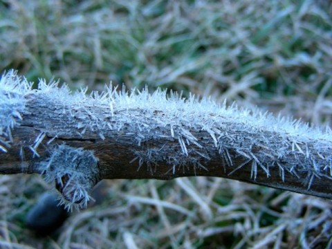 Frost crystals
