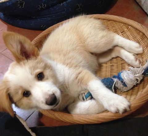 Pippin the puppy curled up in toy basket