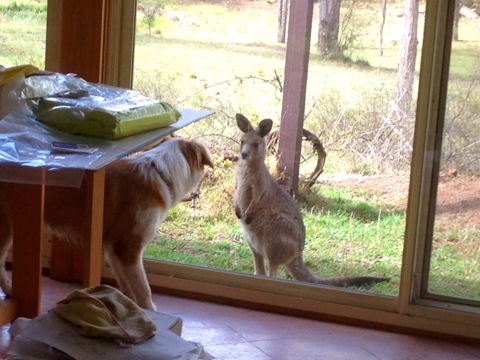 Pippin the border collie meets a kangaroo joey through the window