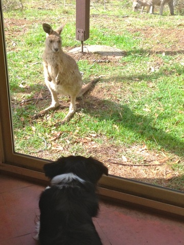 Skye the border collie watching a kangaroo joey just outside the window