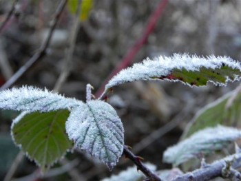 Frost on a blackberry leaf