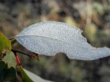 Frost on gum leaf