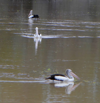Pelicans enjoying plenty of water